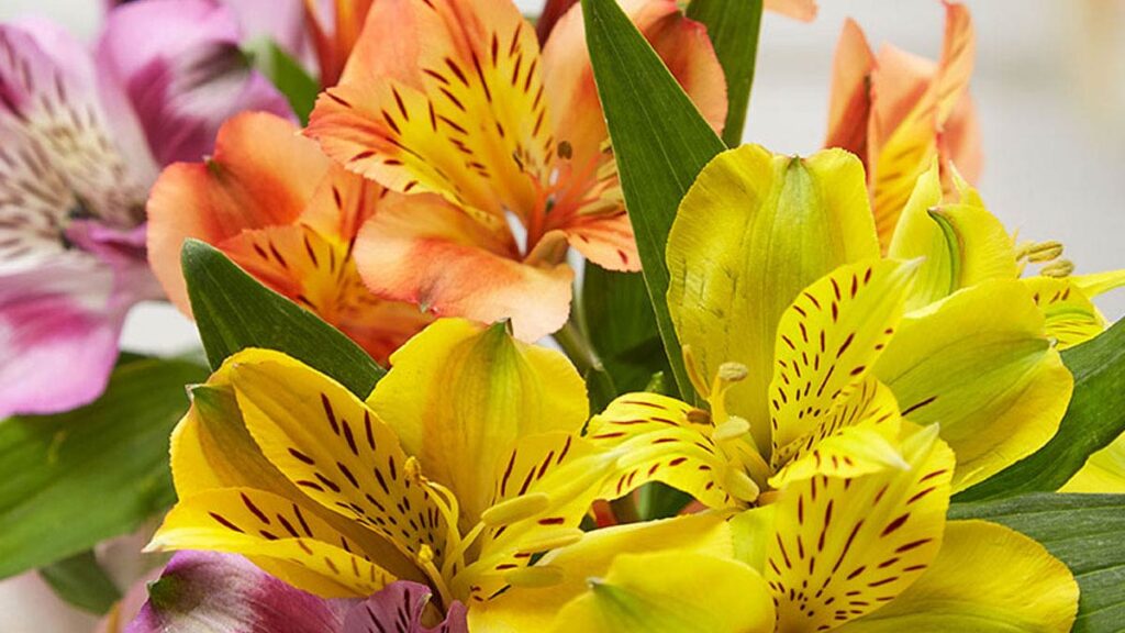 Yellow Flowers