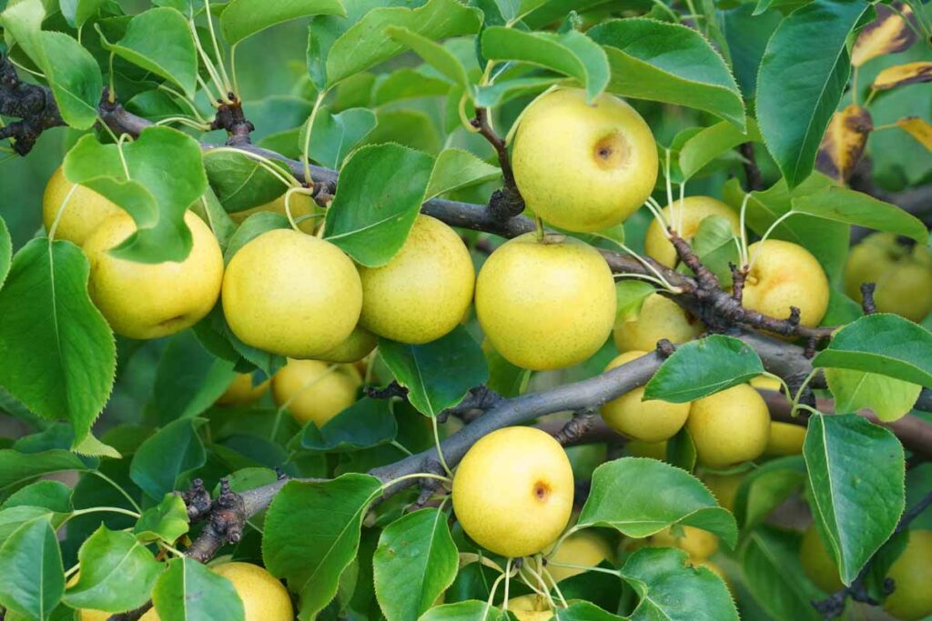 Fruiting Plants