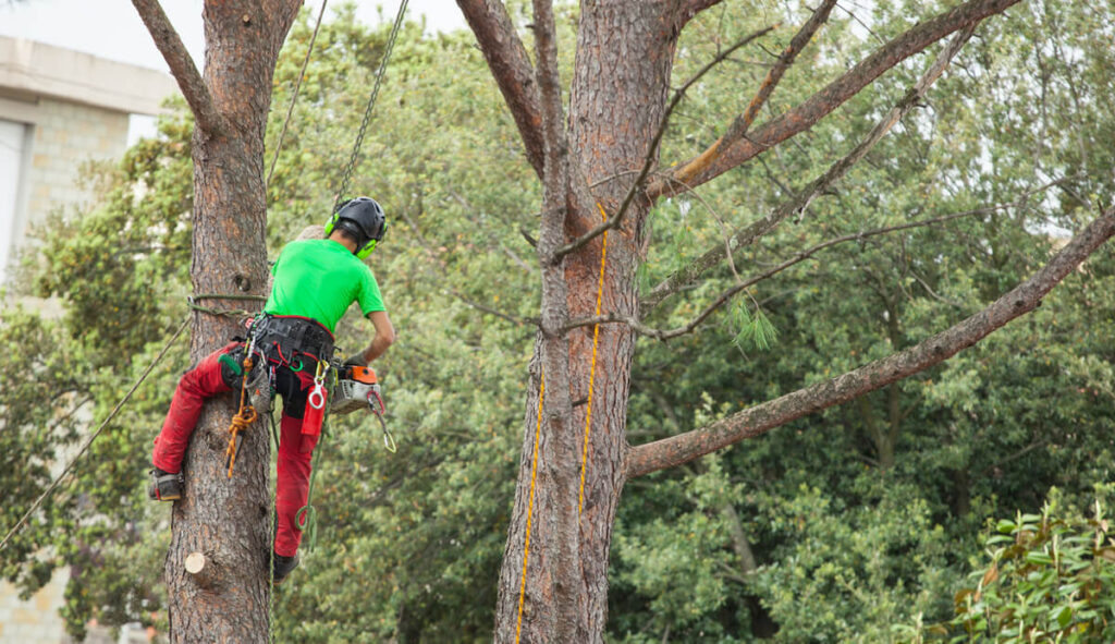 Tree Removal Techniques