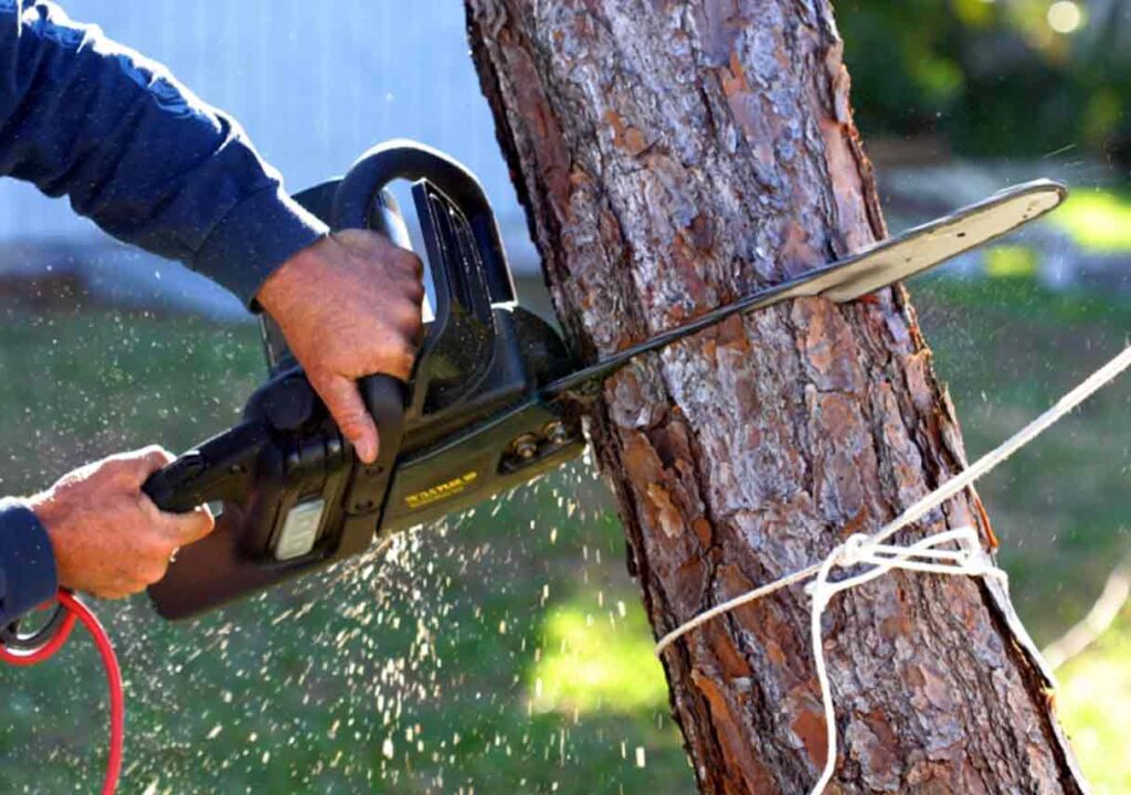 Tree Removal Techniques