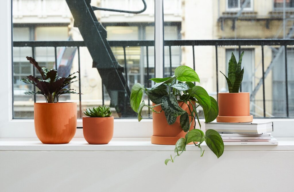 Happy Plant