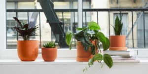 Gift a Happy Plant: A Symbol of Prosperity and Happiness
