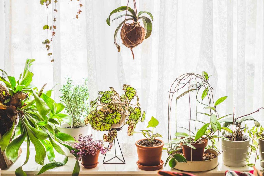 Happy Plant